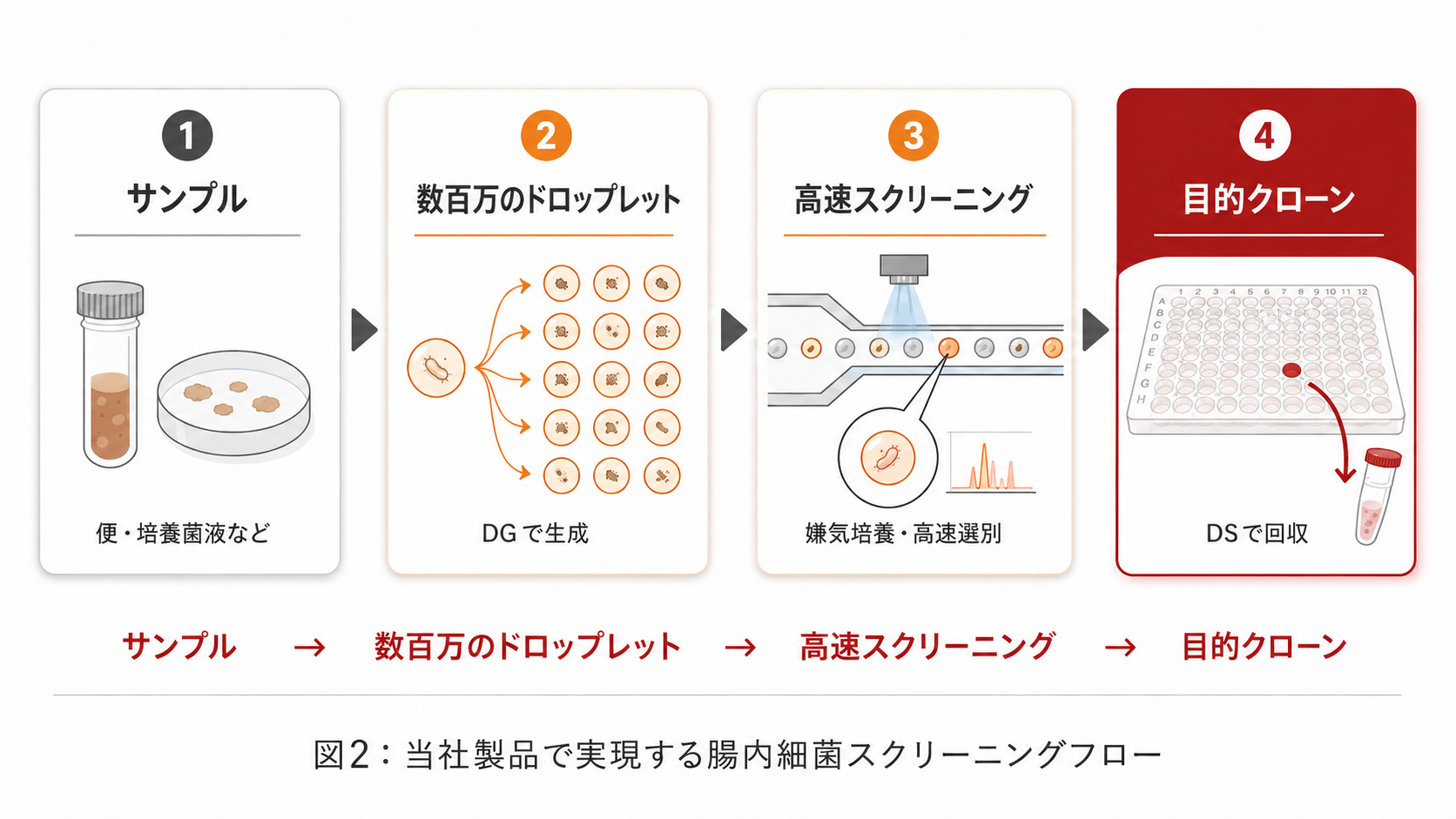 当社製品で実現する腸内細菌スクリーニングフロー：サンプル→数百万のドロップレット→高速スクリーニング→目的クローン