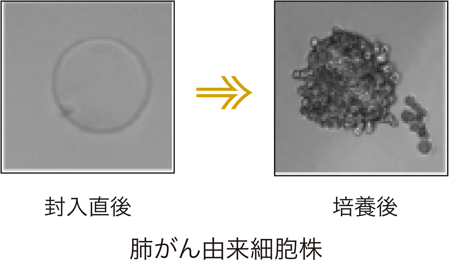 On-chip Droplet Generator | セルソーター セルアナライザー フロー